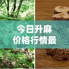 今日升麻价格行情更新动态
