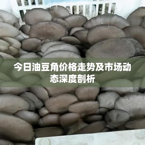 今日油豆角价格走势及市场动态深度剖析