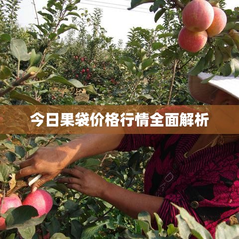今日果袋价格行情全面解析