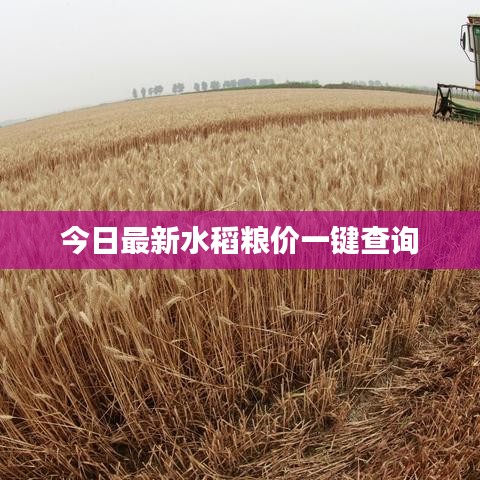 今日最新水稻粮价一键查询