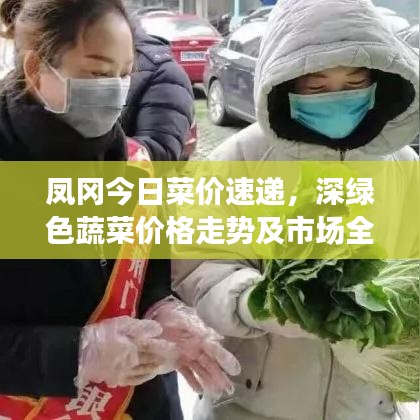凤冈今日菜价速递，深绿色蔬菜价格走势及市场全览
