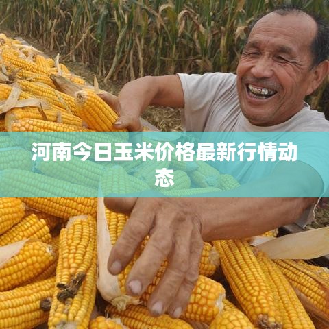 河南今日玉米价格最新行情动态