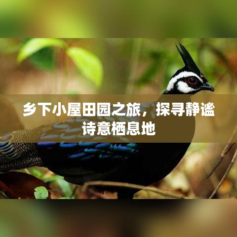乡下小屋田园之旅，探寻静谧诗意栖息地