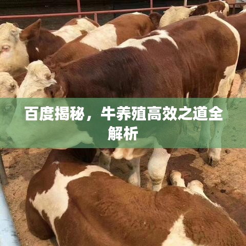 百度揭秘，牛养殖高效之道全解析