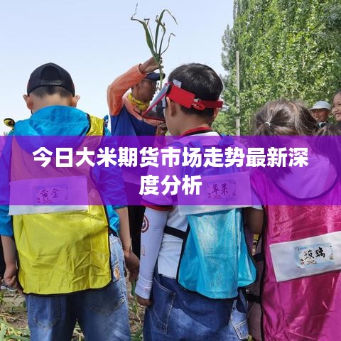 今日大米期货市场走势最新深度分析
