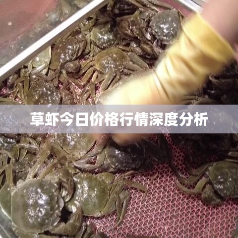 草虾今日价格行情深度分析