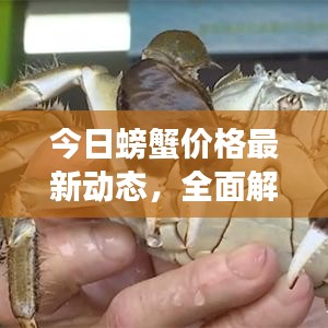今日螃蟹价格最新动态，全面解析与市场趋势