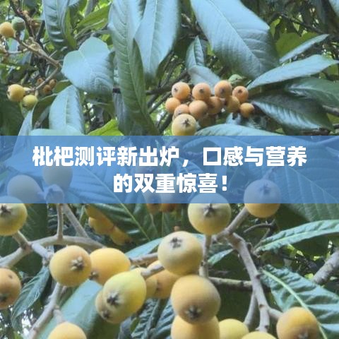 枇杷测评新出炉，口感与营养的双重惊喜！