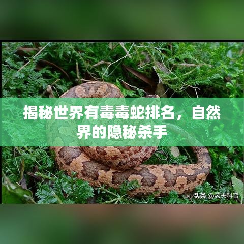 揭秘世界有毒毒蛇排名，自然界的隐秘杀手