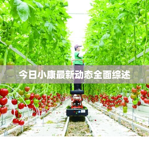 今日小康最新动态全面综述