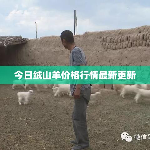 今日绒山羊价格行情最新更新