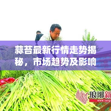蒜苔最新行情走势揭秘，市场趋势及影响因素深度剖析
