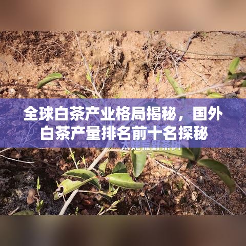 全球白茶产业格局揭秘，国外白茶产量排名前十名探秘