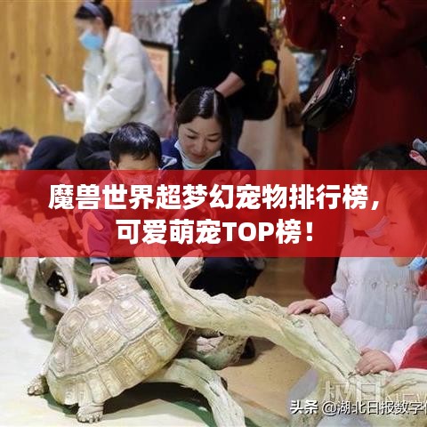 魔兽世界超梦幻宠物排行榜，可爱萌宠TOP榜！