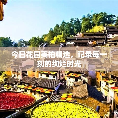 今日花园美拍精选，记录每一刻的绚烂时光