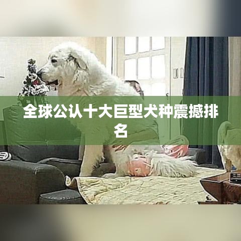 全球公认十大巨型犬种震撼排名