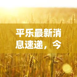 平乐最新消息速递，今日头条号独家报道