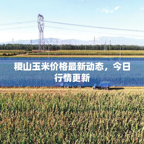 稷山玉米价格最新动态，今日行情更新