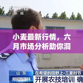 小麦最新行情，六月市场分析助你洞悉价格动态