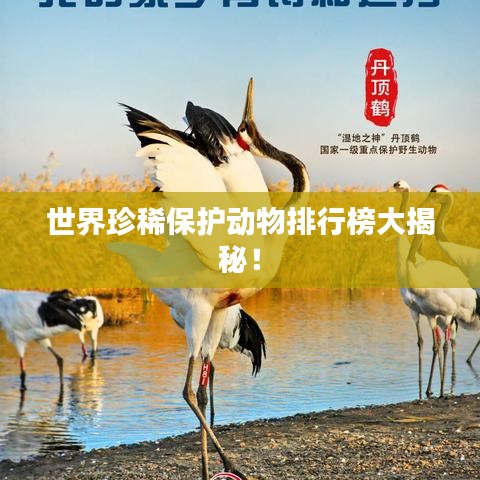 世界珍稀保护动物排行榜大揭秘！