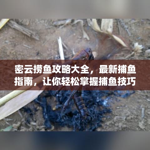 密云捞鱼攻略大全，最新捕鱼指南，让你轻松掌握捕鱼技巧！
