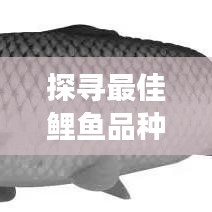 探寻最佳鲤鱼品种的魅力之旅，十大鲤鱼品质排名榜单揭晓！