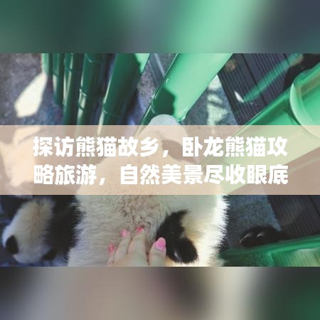 探访熊猫故乡，卧龙熊猫攻略旅游，自然美景尽收眼底