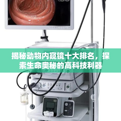 揭秘动物内窥镜十大排名，探索生命奥秘的高科技利器