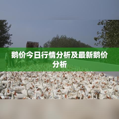 鹅价今日行情分析及最新鹅价分析