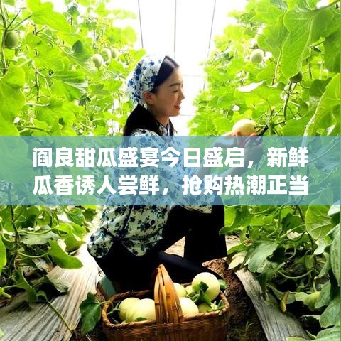 阎良甜瓜盛宴今日盛启，新鲜瓜香诱人尝鲜，抢购热潮正当时！