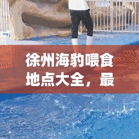 徐州海豹喂食地点大全，最新查询指南