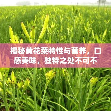 揭秘黄花菜特性与营养，口感美味，独特之处不可不知！
