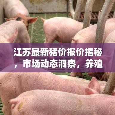 江苏最新猪价报价揭秘，市场动态洞察，养殖事业必备指南