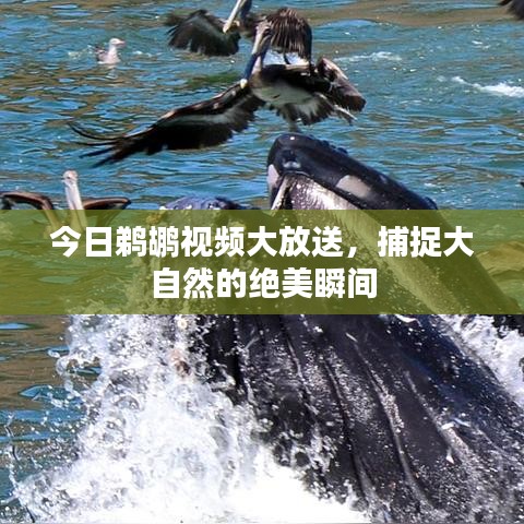 今日鹈鹕视频大放送，捕捉大自然的绝美瞬间