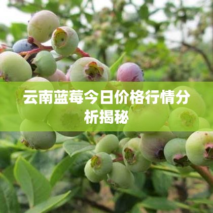 云南蓝莓今日价格行情分析揭秘