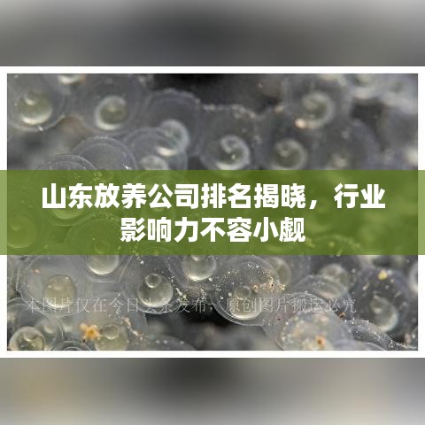 山东放养公司排名揭晓，行业影响力不容小觑
