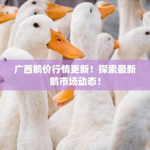 广西鹅价行情更新！探索最新鹅市场动态！