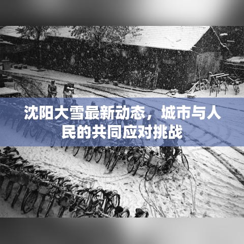 沈阳大雪最新动态，城市与人民的共同应对挑战