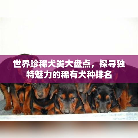 世界珍稀犬类大盘点，探寻独特魅力的稀有犬种排名