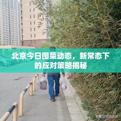 北京今日囤菜动态，新常态下的应对策略揭秘