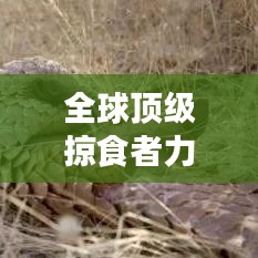 全球顶级掠食者力量与魅力揭秘，兽类图谱排名榜单重磅来袭！