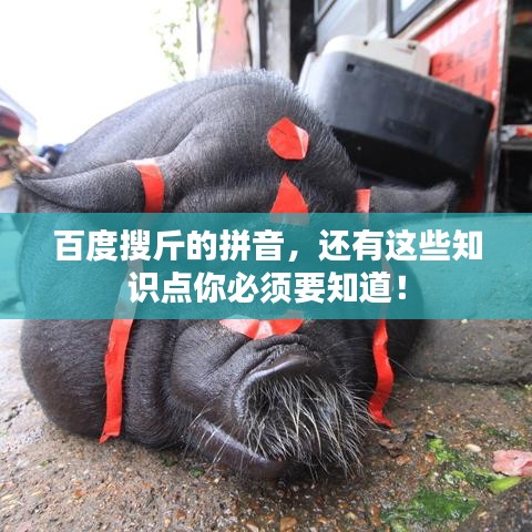 百度搜斤的拼音，还有这些知识点你必须要知道！