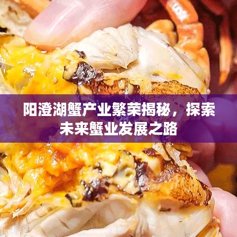 阳澄湖蟹产业繁荣揭秘，探索未来蟹业发展之路