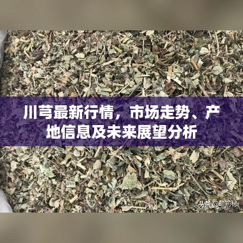 川芎最新行情，市场走势、产地信息及未来展望分析