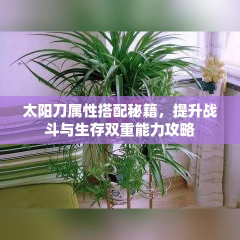 太阳刀属性搭配秘籍，提升战斗与生存双重能力攻略