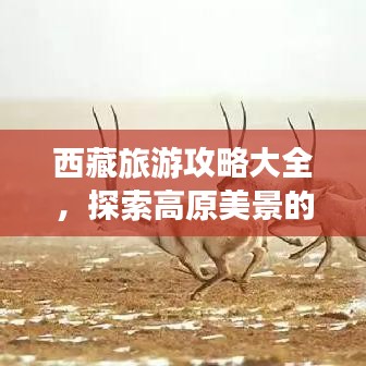 西藏旅游攻略大全，探索高原美景的绝佳路线