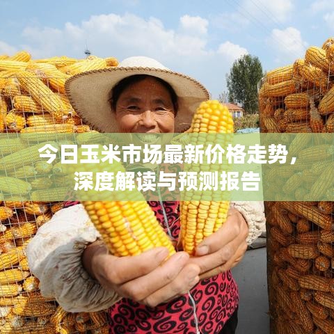 今日玉米市场最新价格走势，深度解读与预测报告
