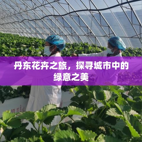 丹东花卉之旅，探寻城市中的绿意之美