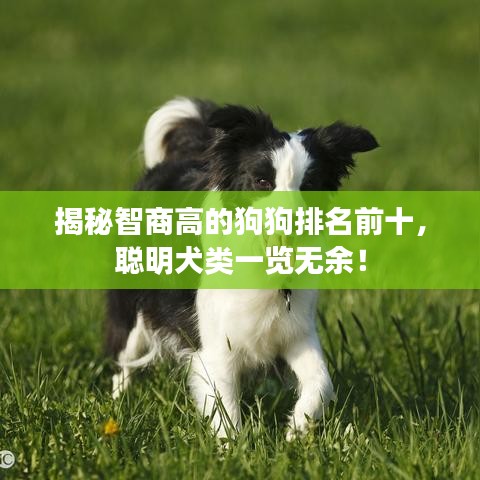 揭秘智商高的狗狗排名前十，聪明犬类一览无余！