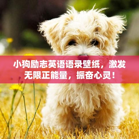 小狗励志英语语录壁纸，激发无限正能量，振奋心灵！